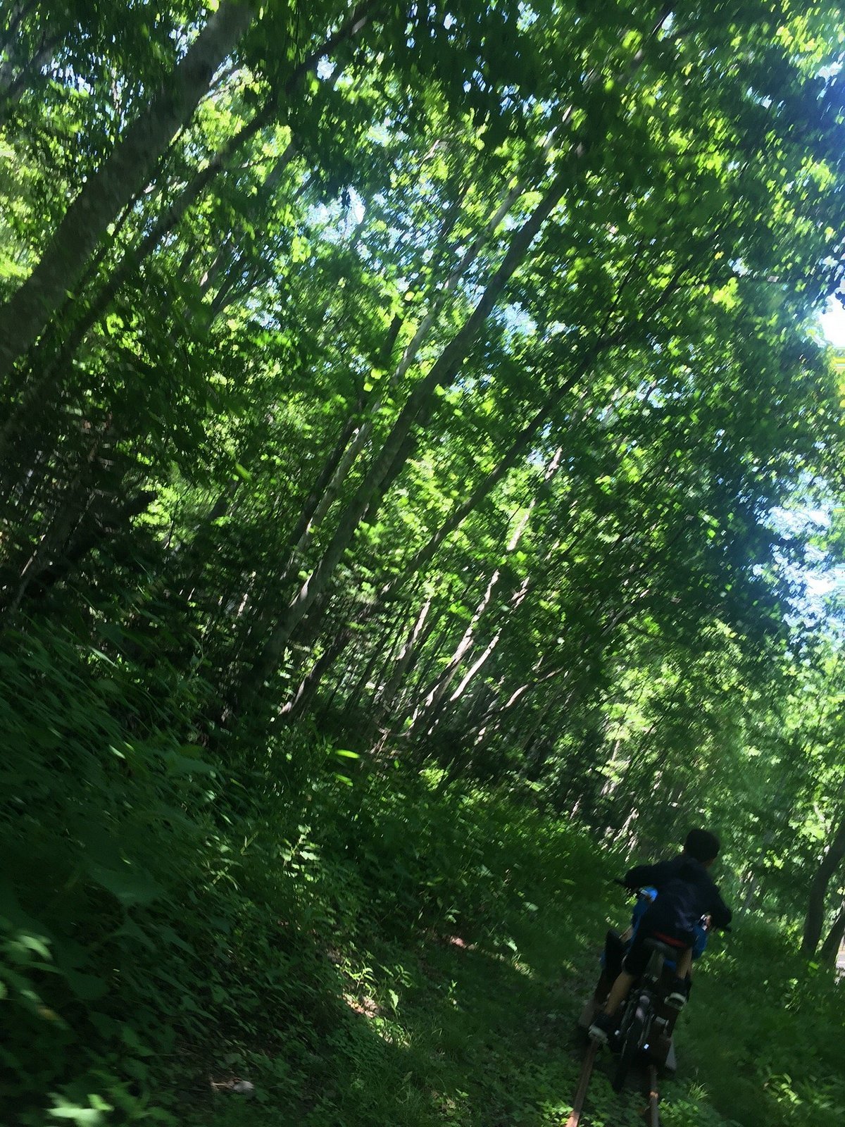 🌲 숲의 토롯코 철도 에코레일 이미지 1